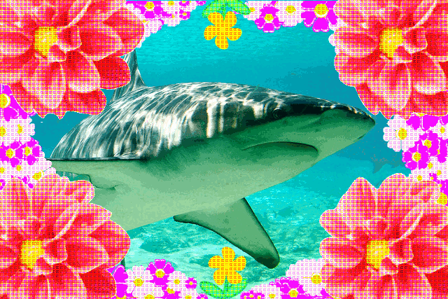 Scary shark gets flower power #AAG 8